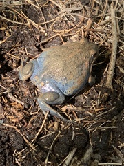 Limnodynastes dumerilii insularis