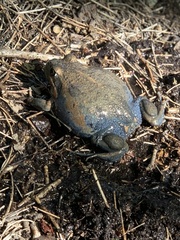 Limnodynastes dumerilii insularis