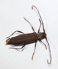 Xystrocera erosa
