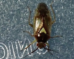 Orthops scutellatus