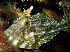 Pseudomonacanthus macrurus