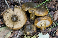 Lactarius sordidus