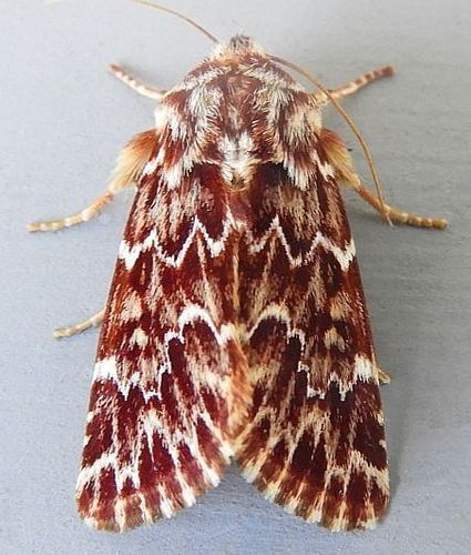 Leadplant Flower Moth photo 3