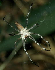 Euprosthenops