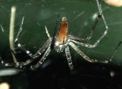 Euprosthenops
