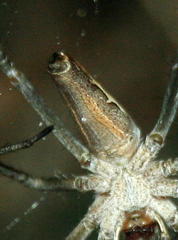 Euprosthenops