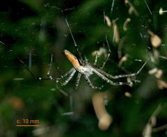 Euprosthenops