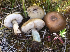 Leccinum schistophilum