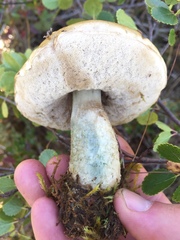 Leccinum schistophilum
