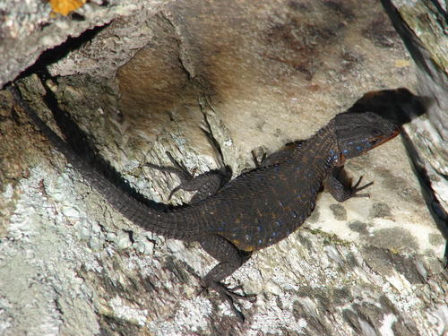 Ninurta coeruleopunctatus