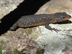 Ninurta coeruleopunctatus