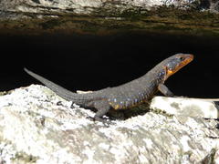Ninurta coeruleopunctatus