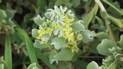 Tetragonia decumbens