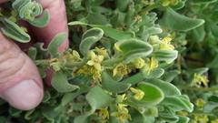 Tetragonia decumbens