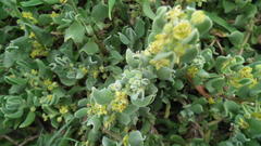 Tetragonia decumbens
