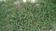 Tetragonia decumbens