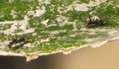 Camponotus cinctellus