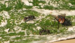 Camponotus cinctellus