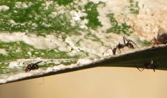 Camponotus cinctellus