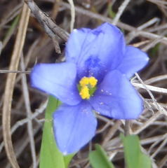 Aristea pusilla