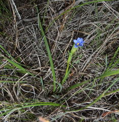 Aristea pusilla