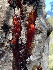 Phytophthora siskiyouensis