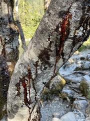 Phytophthora siskiyouensis