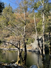 Phytophthora siskiyouensis