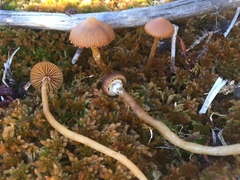 Galerina paludosa