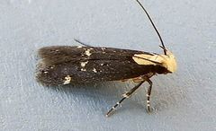 Chionodes phalacra