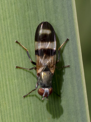 Chaetopsis massyla