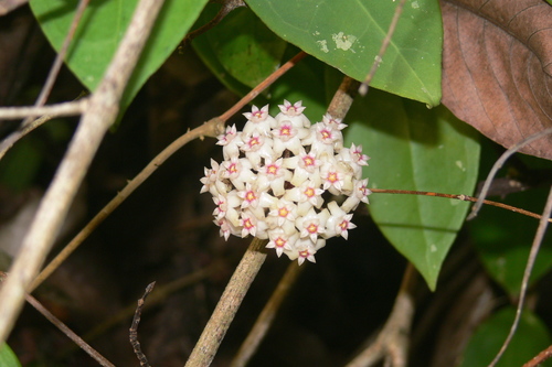 Hoya pottsii J.Traill