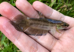 Betta stigmosa