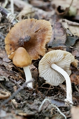 Inocybe intricata