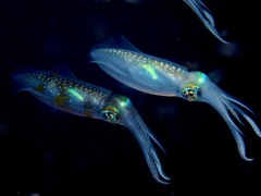 Sepioteuthis lessoniana