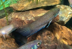 Betta stigmosa