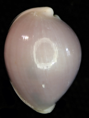 Globovula cavanaghi