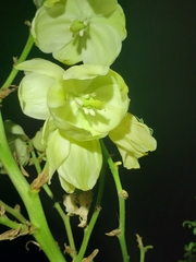 Yucca louisianensis