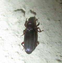 Bothrideridae