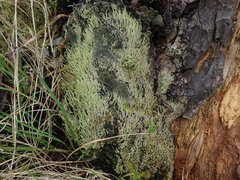 Cladonia rigida