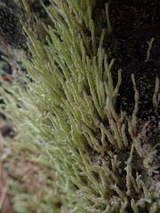 Cladonia rigida