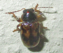 Microeurydemus africanus