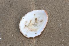 Scutellastra barbara