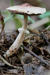 Agaricus friesianus