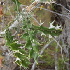 Berkheya heterophylla radiata