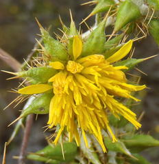 Berkheya heterophylla radiata