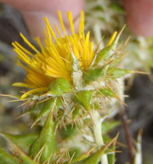 Berkheya heterophylla radiata