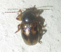 Microeurydemus africanus