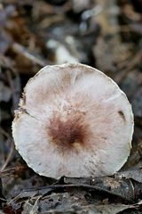 Agaricus friesianus