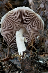 Agaricus friesianus